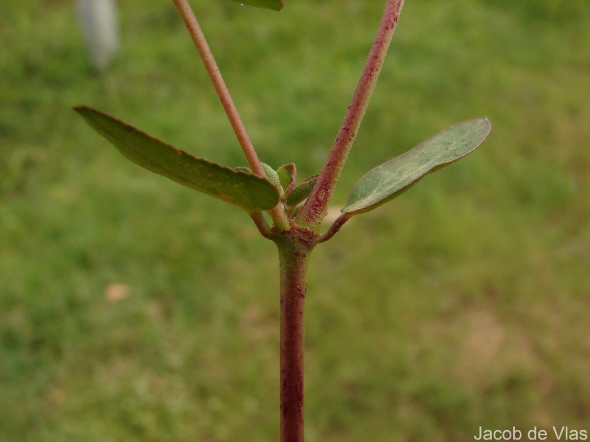 Euphorbia indica Lam.